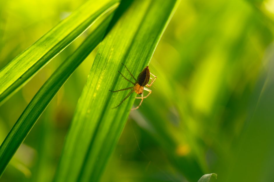 Best Macro Lenses (2026)